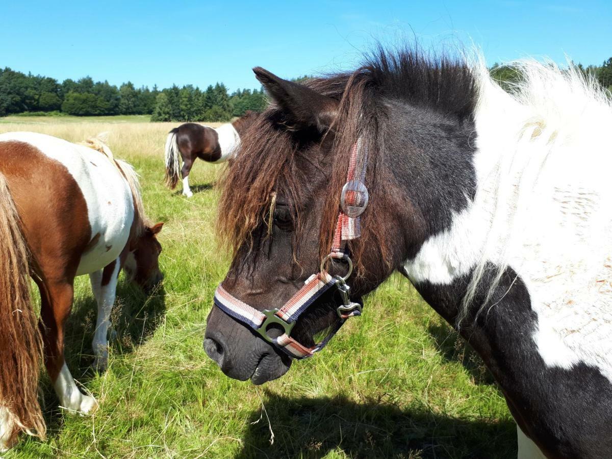 Ferienwohnung Weitblick Wolfshagen  Eksteriør bilde